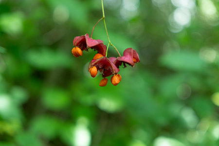 Beautiful Spindle Tree Fruits with Seeds Macro View.の写真素材