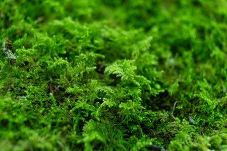 Green Moss Macro. Natural Forest Texture with Fresh Moist Surface.の写真素材