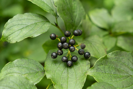 Closeup of Wild Berries Growing in Alpine Nature.の写真素材
