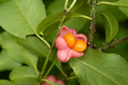 Beautiful Spindle Tree Fruits with Seeds Macro View.の写真素材