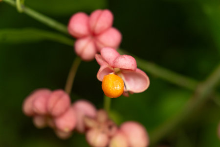 Beautiful Spindle Tree Fruits with Seeds Macro View.