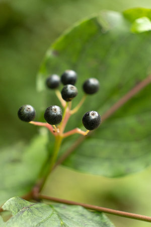 Closeup of Wild Berries Growing in Alpine Nature.の写真素材