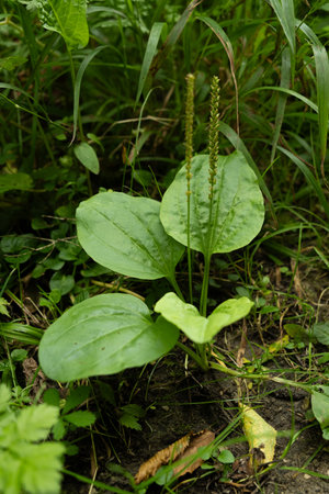 Plantain Plantago Leaves in Natural Habitat, Close-Up Macro.の写真素材