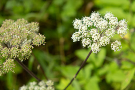 Wild Angelica Blooming in Alpine Meadowの写真素材