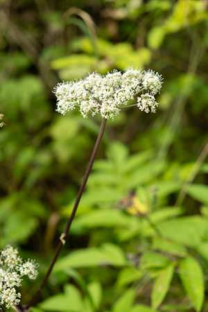 Wild Angelica Blooming in Alpine Meadow