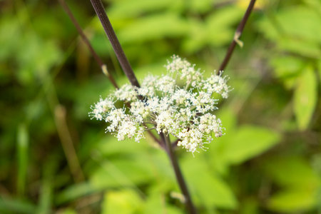 Wild Angelica Blooming in Alpine Meadow.の写真素材