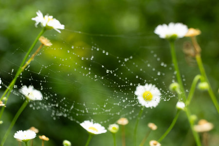 Dew on Spider Web Among Flowers, Macroの写真素材