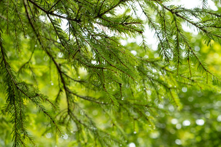 Fir Tree Branches with Dew Drops, Close-Up