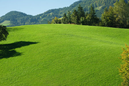 Alpine nature, green grass and mountains in the distanceの写真素材