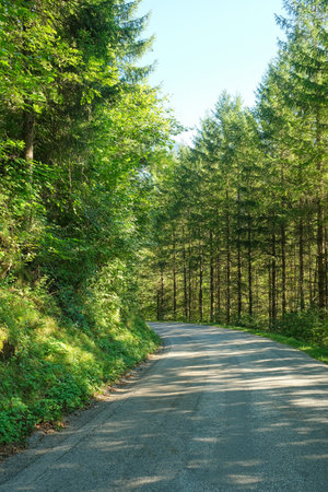 Summer hiking trail winding through lush green deciduous forest landscape.の写真素材