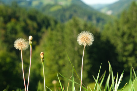 Nature Background with Fluffy Dandelions Going to Seed.の写真素材