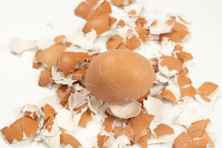 Unpeeled boiled egg with cracked shell on the background of eggshells.