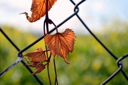 autumn leavesの写真素材