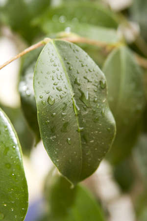 Wet leavesの写真素材