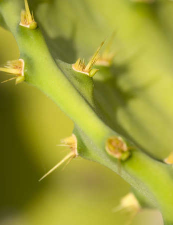 A close up of a prickly cactus 