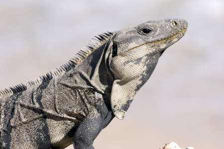 An Iguana walking over rocks in Isla mujeres, Mexicoの写真素材