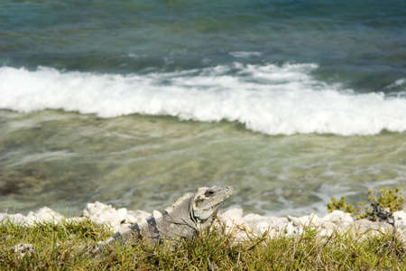 An Iguana walking over rocks in Isla mujeres, Mexicoの写真素材