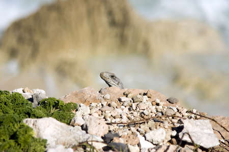 An Iguana walking over rocks in Isla mujeres, Mexicoの写真素材