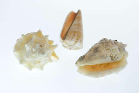 Multiple Sea Shells against a plain background
