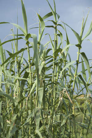 Bamboo trees growing in a field.