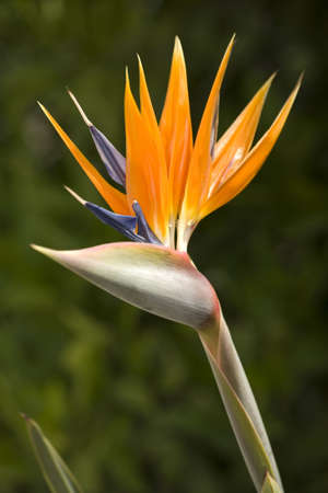 An open Bird of Paradise flower in full bloom.の写真素材