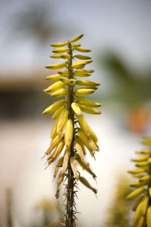 A close up of a Kniphofia Little Maid  flowerの写真素材