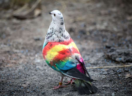 Coloured racing pigeons from the Murcia region of Spain.の写真素材