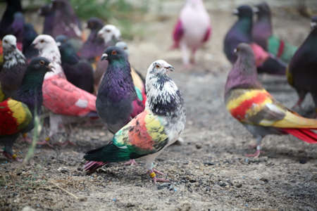 Coloured racing pigeons from the Murcia region of Spain.の写真素材