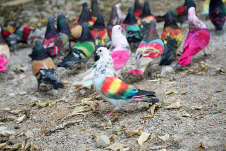 Coloured racing pigeons from the Murcia region of Spain.の写真素材
