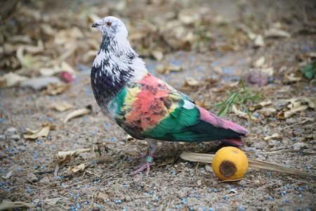 Coloured racing pigeons from the Murcia region of Spain.の写真素材