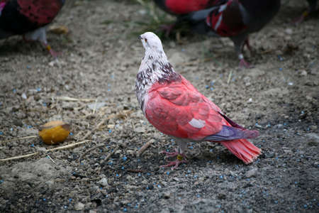Coloured racing pigeons from the Murcia region of Spain.の写真素材