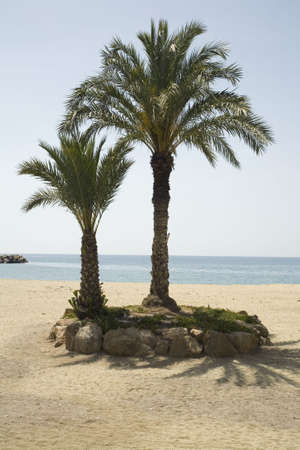Palm trees on Puerto de Mazarron beach, Murcia. Spain,の写真素材