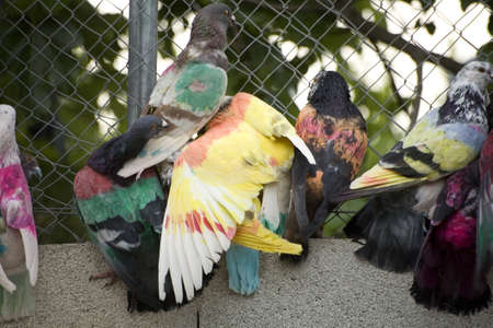 Coloured racing pigeons from the Murcia region of Spain.の写真素材