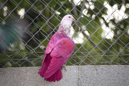 Coloured racing pigeons from the Murcia region of Spain.の写真素材