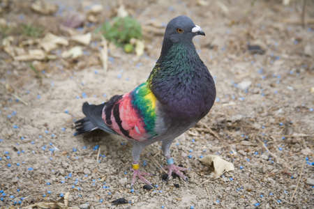 Coloured racing pigeons from the Murcia region of Spain.の写真素材