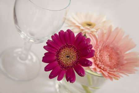 Gerbera daisies in a glass tumblerの写真素材