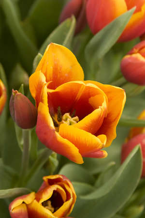 Vibrant coloured Tulip flowers in seasonal bloom.の写真素材