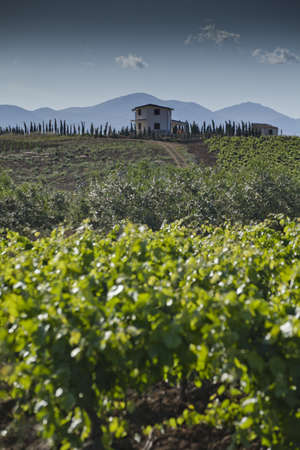 The countryside around Alcamo in the distric of Trapani in Sicily のeditorial素材