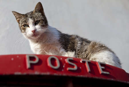 A cat on top of a postbox in Sicily, Italyの写真素材