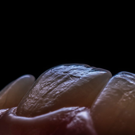 natural teeth macro pictureの写真素材