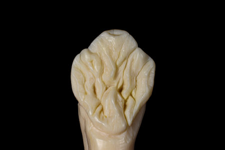carved tooth on soap by dental assistant