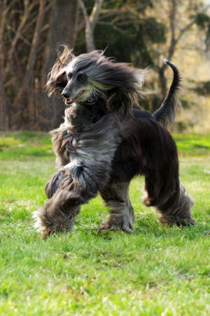 beautiful Afghan hound dog summer runs across the meadow, hair flying in the windの写真素材