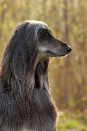 beautiful Afghan hound dog summer portrait in profileの写真素材