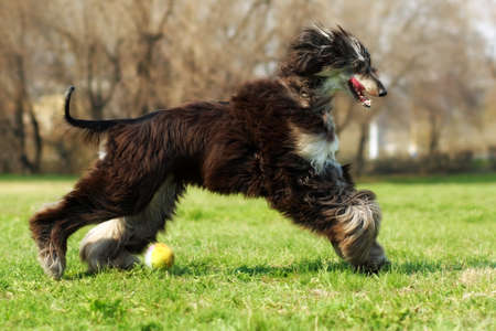 Afghan hound dog running with the ball, like kicking it on the grassの写真素材