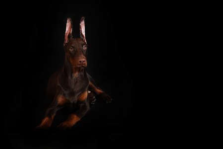 Young brown Doberman laying on a black backgroundの写真素材