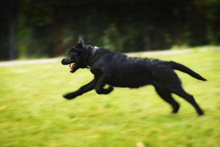 black puppy Labrador Retriever in collar running fast on green grassの写真素材
