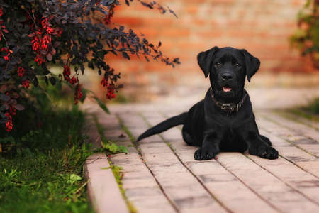 Beautiful black Labrador puppy lying on the sidewalk in the Park under a Bush of barberryの写真素材