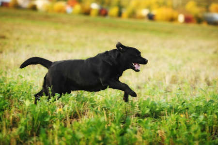 Black dog breed labrador Retriever fun running around the meadow