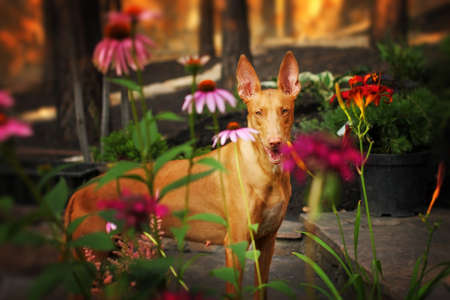 beautiful dog breed Pharaoh hound walking in the garden among the flowersの写真素材