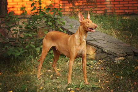 Pharaoh hound stands in the backyard in full growthの写真素材